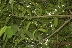 Garcinia talbotii